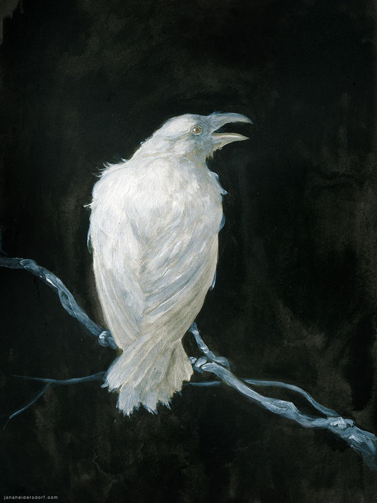 White Raven 37
