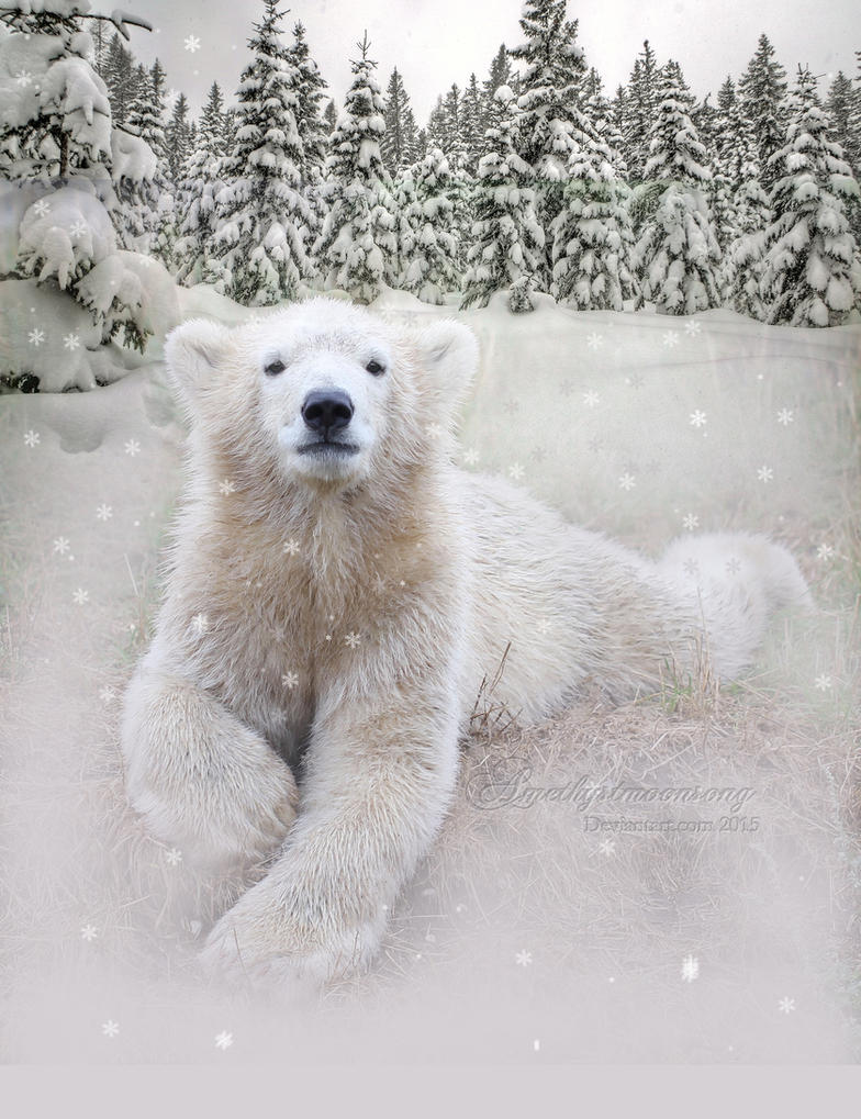Snow Bear by amethystmstock