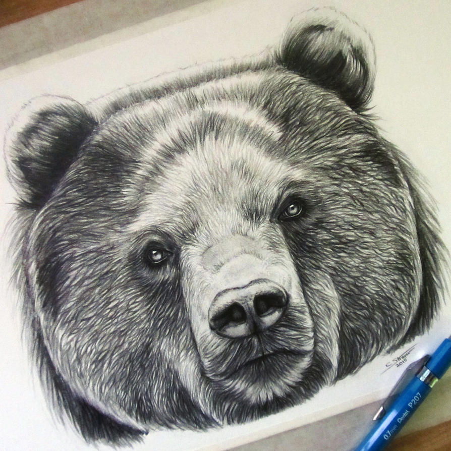 Bear Drawing by LethalChris on DeviantArt