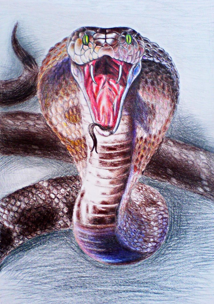  King  cobra  by diana 0421 on DeviantArt